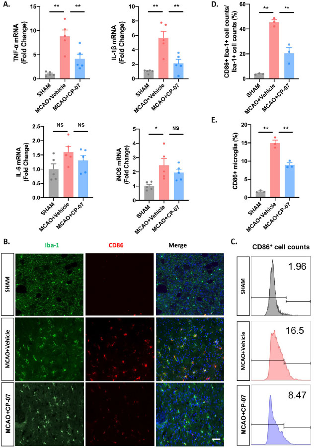 Figure 4 
CP-07 reduced the inflammatory responses of brain parenchyma following ischemic stroke. (A) Tissues from the penumbra of ischemic hemisphere were harvested to detect the transcriptional levels of four pro-inflammatory cytokines. (B) Immunofluorescence staining for Iba-1 (green) and CD86 (red). (C) The proportion of CD86+Iba-1+ cell counts to the total Iba-1+ cell counts in different groups. (D) Flow cytometry analysis was performed to calculate the percentage of pro-inflammatory microglia. (E) Relative proportion of CD86+ microglial cells in different groups. Scale bar: 50 μmol/L. Values are expressed as mean ± SEM of at least three independent experiments in each group, unless otherwise stated. NS, no significance. *P < 0.05 and **P < 0.01, versus MCAO + Vehicle group. SHAM: sham-operated animals; MCAO: middle cerebral artery occlusion.
