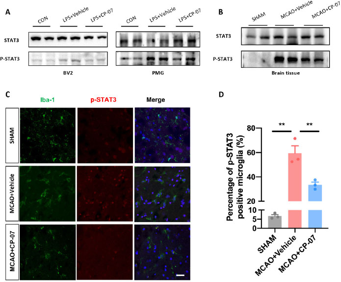 Figure 5 
STAT3 phosphorylation were significantly inhibited after CP-07 treatment in vivo. (A) Western blotting results revealed that CP-07 could significantly inhibit STAT3 phosphorylation in LPS stimulated BV2 cells and primary mouse microglia. (B)Western blotting analysis of STAT3/phosphorylated STAT3 levels of brain tissues from sham, MCAO + vehicle and MCAO + CP-07 groups. (C) Immunofluorescence co-staining of Iba-1 (green) and p-STAT3 (red) was performed to reveal the influence of CP-07 on the phosphorylation of STAT3. Scale bar: 20 μmol/L. N = three slices from three mice in different groups. (D) Quantitative analysis of percentage of p-STAT3 positive microglia. Values are expressed as mean ± SEM for three mice in each group. **P < 0.01 versus MCAO + Vehicle group. CON: control group; LPS: lipopolysaccharide treated group; SHAM: sham-operated animals; MCAO: middle cerebral artery occlusion; PMG: primary mouse microglia.

