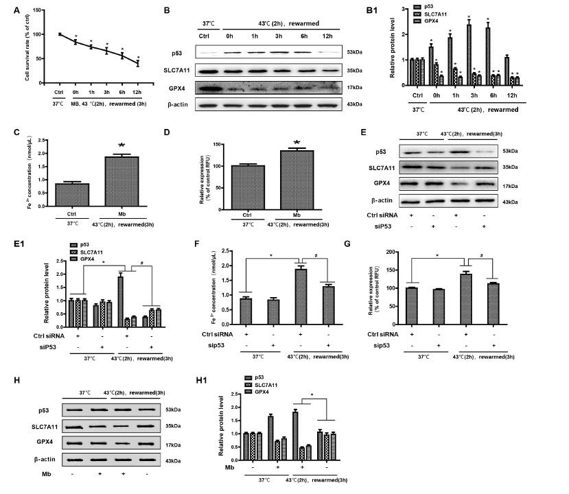 Figure 3 
Myoglobin is associated with HK-2 cell ferroptosis in a heat stress model. (A) Human HK-2 cells were treated with myoglobin at concentrations of 882.35nmol/L at 43℃ for 2 h and rewarmed at 37℃ at different time points (0 h, 1 h, 3 h, 6 h, and 12 h). The effect of heat stress and myoglobin on the survival of HK-2 cells and the cell survival rate were examined. (B) Western blot and quantitative analyses (B1) were performed to evaluate the expression of p53, SLC7A11, and GPX4. (C and D) Intracellular Fe2+ and ROS in HK-2 cells were detected. (E, E1) HK-2 cells were transfected with control (ctrl) siRNA or siP53 for 48 h, treated with myoglobin at a concentration of 882.35nmol/L at 43℃ for 2 h, and rewarmed at 37℃ for 3 h. (F and G) HK-2 cells were transfected with control (ctrl) siRNA or siP53 for 48 h, treated with myoglobin at a concentration of 882.35 nmol/L at 43℃ for 2 h, and rewarmed at 37℃ for 3 h. Intracellular Fe2+ and ROS in HK-2 cells were detected. (H and H1) Western blot and quantitative analyses were performed evaluate the expression of p53, SLC7A11, and GPX4. Western blot and quantitative analyses were performed evaluate the expression of p53, SLC7A11, and GPX4; The values are the mean ± SD from triplicate independent experiments with statistical significance: *P < 0.05 vs. the control group; #P < 0.05 vs. the scrambled+rewarmed group.
