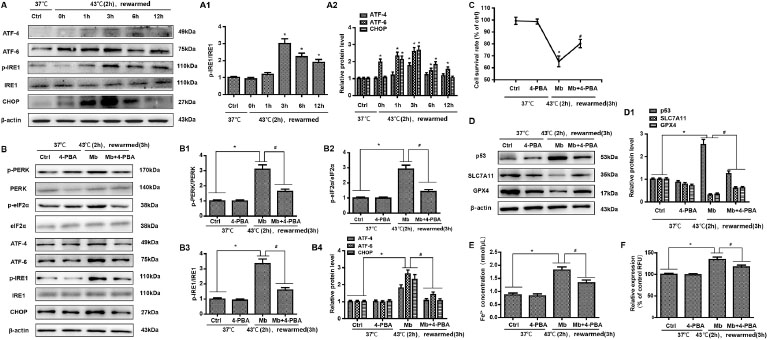 Figure 4 
Myoglobin modulates HK-2 cell ferroptosis involving endoplasmic reticulum stress after heat stress. (A, A1) Human HK-2 cells were treated with myoglobin at concentrations of 882.35nmol/L at 43℃ for 2 h and rewarmed at 37℃ at different time points (0 h, 1 h, 3 h, 6 h, and 12 h). The expression levels of p-IRE1/IRE1, ATF-4, ATF-6, and CHOP were measured by Western blot. (B, B1, B2, B3, B4) Human HK-2 cells were pretreated with 4-BPA, treated with myoglobin at concentrations of 882.35nmol/L at 43℃ for 2 h, and rewarmed at 37℃ for 3 h. The expression levels of p-PERR/PERK, p-eIF2, p-IRE1/IRE1, ATF-4, ATF-6, and CHOP were measured by Western blot. (C) Human HK-2 cells were pretreated with 4-BPA, treated with myoglobin at concentrations of 882.35nmol/L at 43℃ for 2 h, and rewarmed at 37℃ for 3 h. The cell survival rate of HK-2 cells was examined by CCK8. (D) Western blot and quantitative analyses (D1) were performed to evaluate the expression of P53, SLC7A11, and GPX4. (E and F) Intracellular Fe2+ and ROS in HK-2 cells were detected. The values are the mean ± SD from triplicate independent experiments with statistical significance: *P < 0.05 the control group; #P < 0.05 vs. the Mb group.
