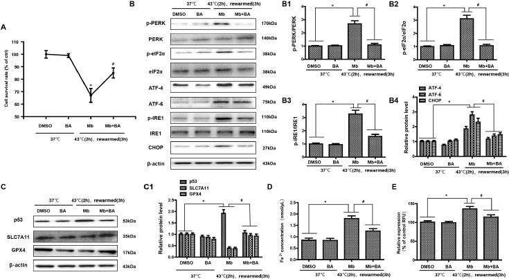 Figure 5 
Baicalein protects HK-2 cell ferroptosis induced by myoglobin under heat stress by inhibiting endoplasmic reticulum stress. (A) Human HK-2 cells were treated with myoglobin at a concentration of 882.35nmol/L and baicalein (Selleck Chemicals, USA) at a concentration of 20 μmol/L at 43℃ for 2 h and rewarmed at 37℃ for 3 h. HK-2 cells were treated with DMSO as control. The cell survival rate of HK-2 cells was examined by CCK8. (B, B1, B2, B3, B4) Total protein was stained, and p-PERR/PERK, p-eIF2, p-IRE1/IRE1, ATF-4, ATF-6, and CHOP were analyzed by Western blotting. (C) Western blot and quantitative analyses (C1) were performed to evaluate the expression of p53, SLC7A11, and GPX4. (D and E) Intracellular Fe2+ and ROS in HK-2 cells were detected. The values are the mean ± SD from triplicate independent experiments with statistical significance: *P < 0.05 the DMSO group; #P < 0.05 vs. the Mb group.
