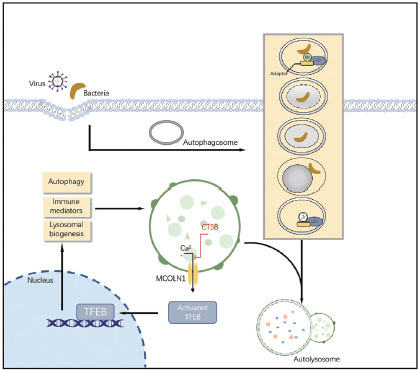 Figure 2 The role of different types of selective autophagy in ferroptosis. (A) RAB7A-mediated lipophagy, and (C) SQSTM1-mediated clockophagy promote lipid peroxidation in ferroptosis (B) Chaperone-mediated autophagy (CMA) blocks lipid peroxidation by degrading ACSL4 and promotes lipid peroxidation by degrading GPX4 in ferroptosis (D) NCOA4-mediated ferritinophagy promotes iron accumulation.