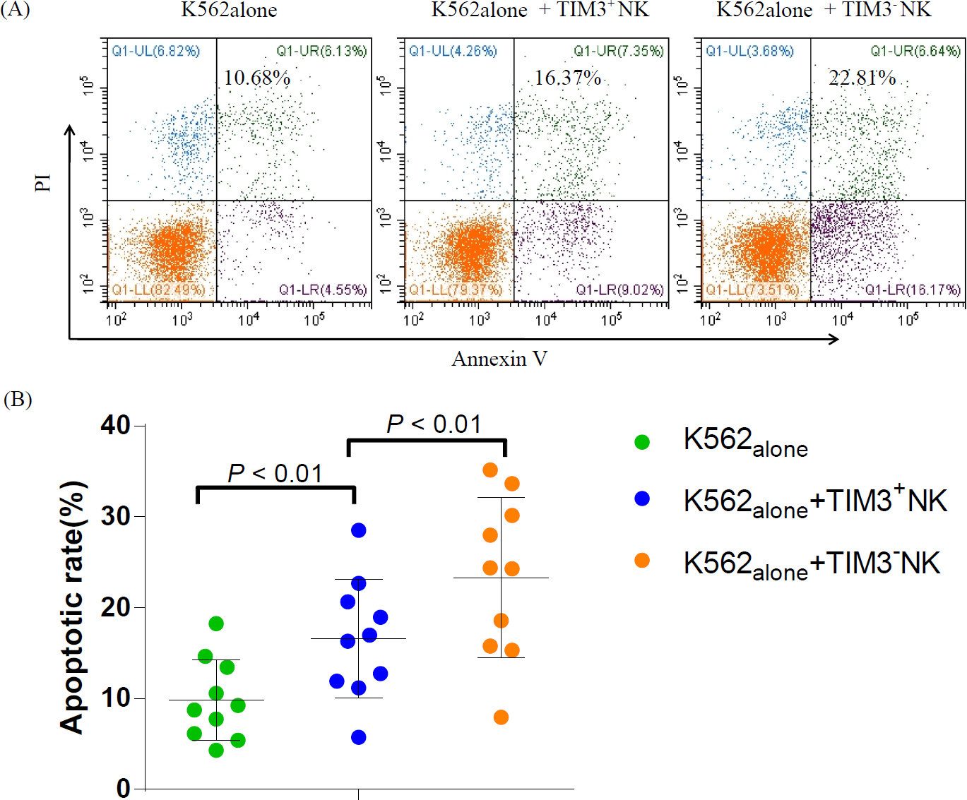 Figure 6 
Comparison of cytotoxic activities of TIM3+ NK and TIM3- NK cells in SAA. (A) AR of K562 cells in K562alone, K562+TIM3+ NK, and K562+TIM3- NK groups. (B) The AR of K562 cells were significantly increased after incubation with TIM3- NK and TIM3+ NK cells in SAA, especially those of the K562+TIM3- NK group, which were significantly higher than those of the K562+TIM3+ NK groups (P < 0.01).
