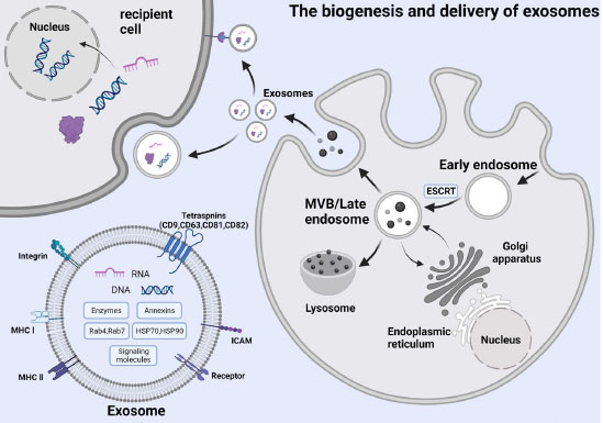 Figure 1 The biogenesis and delivery of exosomes.