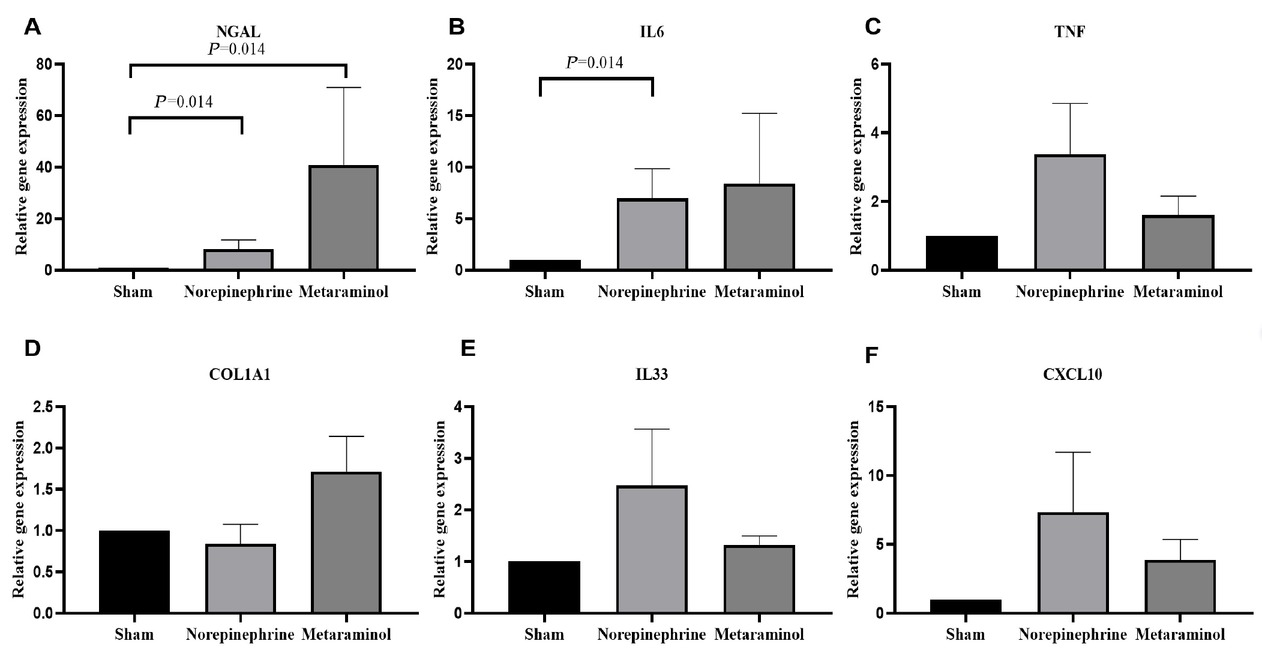 Figure 8 Renal tissue relative mRNA expression of NGAL (A), IL6 (B), TNF (C), COL1A1 (D), IL33 (E), and CXCL10 (F). Relative quantification was achieved using the comparative 2-ΔΔCt method by normalization with the GAPDH. Results are expressed as relative fold increase above the mean value of renal tissue mRNA expression of the sham group, arbitrarily fixed at 1. NGAL: neutrophil gelatinase-associated lipocalin; IL6: interleukin-6; TNF: tumor necrosis factor; COLIA1: collagen Iα1; IL33: interleukin-33; CXCL: chemokine (C-X-C motif) ligand.