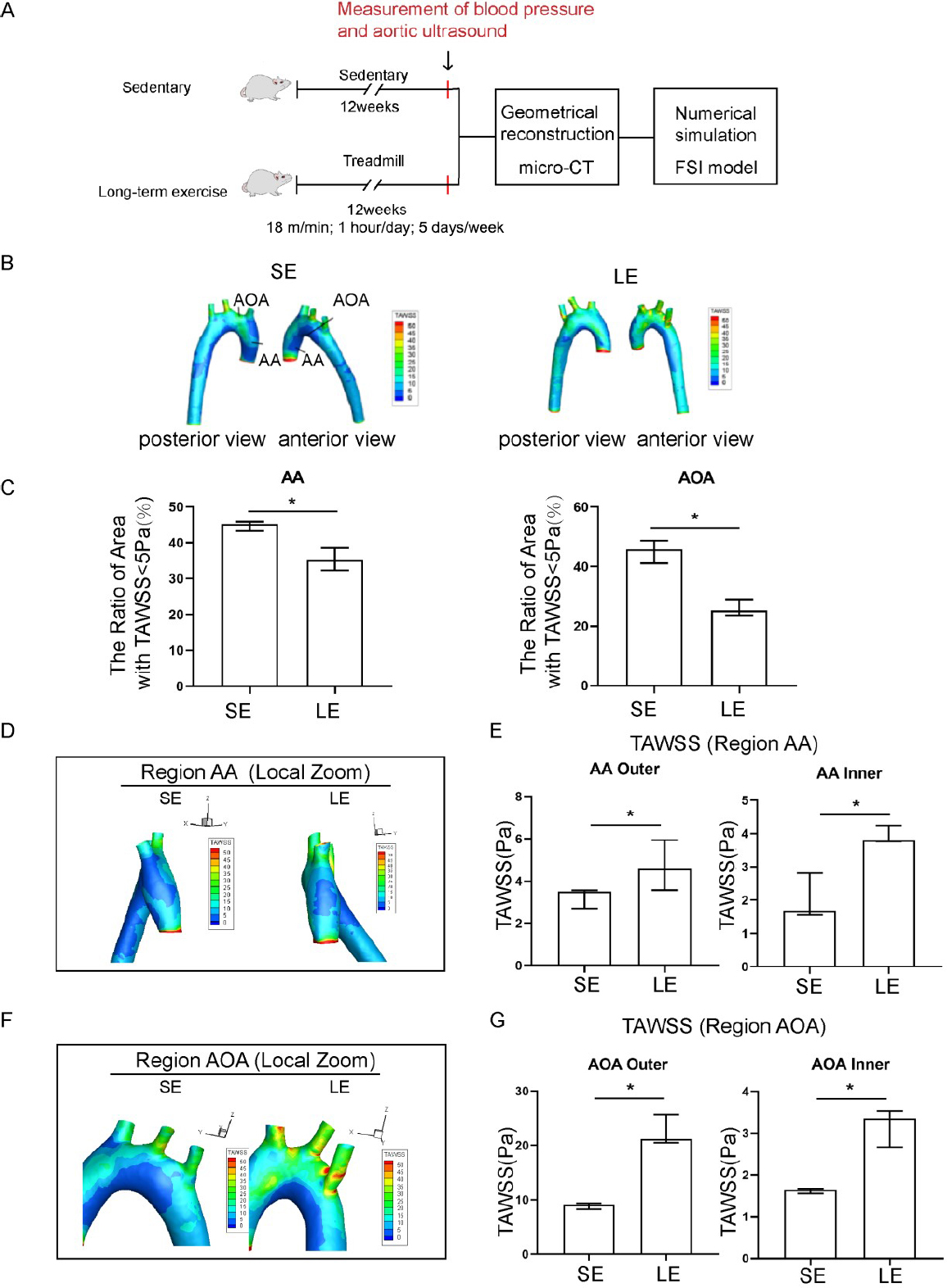 Figure 2 
Exercise training induced elevated time-averaged wall shear stress (TAWSS) in the aorta of hypertensive rats. (A) A pattern diagram of the experimental protocol. (B) TAWSS distribution in the aorta of sedentary and long-term exercise trained spontaneously hypertensive rats (SHR). (C) Low TAWSS area (TAWSS < 5 Pa) in the ascending aorta and aortic arch between sedentary and exercise-trained SHR. (D) TAWSS distribution in the ascending aorta of sedentary and exercise-trained SHR with a left view shown. (E) Comparison of the TAWSS of the inner and outer walls of the ascending aorta between sedentary and exercise-trained SHR. (F) TAWSS distribution in the aortic arch of sedentary and exercise-trained SHR, with anterior view. (G) Comparison of the TAWSS of the inner and outer walls of the aortic arch between sedentary and exercise-trained SHR. Data are presented as median (minimum-maximum). n = 3. The Mann-Whitney U test was used to assess the difference between the two groups. *P <0.05. AA, ascending aorta; AOA, aortic arch; SE, sedentary; LE, long-term exercise.
