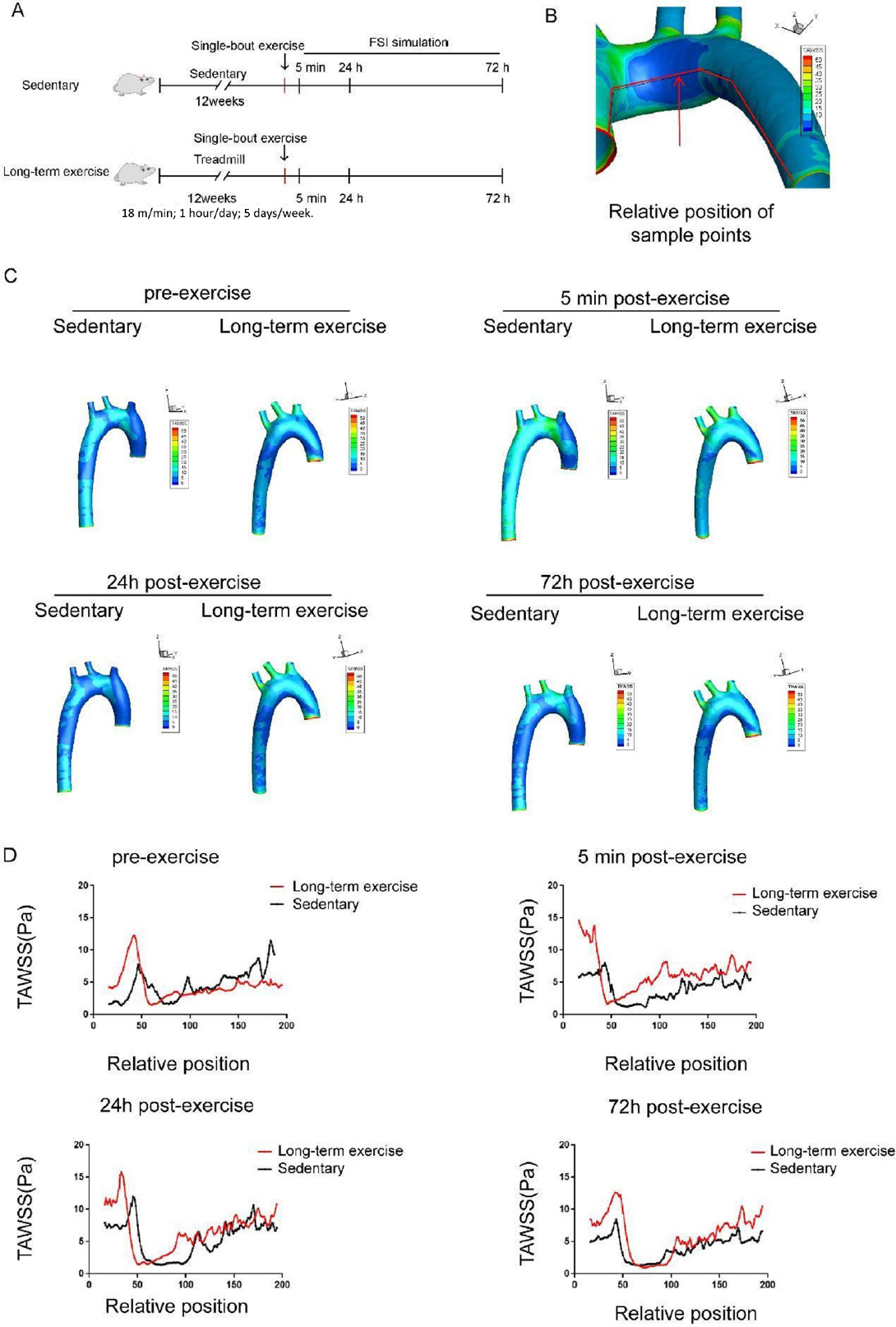 Figure 6 
Long-term exercise training affects the distribution of low wall shear stress region in the aortic arch of hypertensive rats. (A) Animal experiment model diagram. (B) Schematic diagram of time-averaged wall shear stress (TAWSS) sampling line along the axis of the aorta. (C) The distribution of TAWSS in the aorta of hypertensive rats before and 5 min, 24 h, and 72 h after a single bout exercise. (D) TAWSS sampling along the medial axis of aorta of the hypertensive rats before and 5 min, 24 h, and 72 h after a single bout exercise. n = 3. AA: ascending aorta, AOA: aortic arch.
