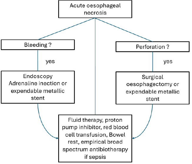 Figure 2
Simplified algorithm for management of acute esophageal necrosis and its complication.