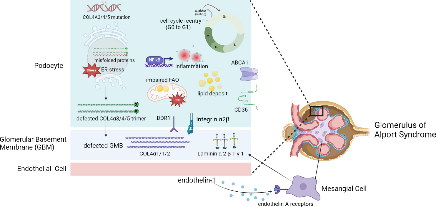 Figure 1 
Pathogenic mechanisms of intrinsic cells and basement membrane in glomerulus of Alport syndrome. Created with BioRender.
