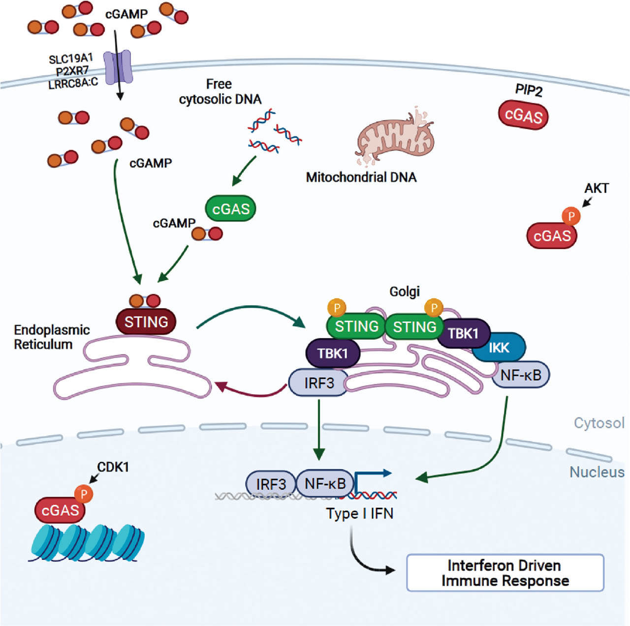 Figure 1 Overview of the cGAS-STING pathway. cGAS activity can be negatively regulated via phosphorylation of Serine 291 by CDK1 and AKT, triggering sequestration of cGAS to histone. cGAS binding to PIP2 also restricts its ability to interact with and sense free cytosolic DNA. Untethered cGAS may freely bind cytosolic viral, mitochondrial, bacterial, or damaged nuclear DNA and form homodimers to generate cGAMP. cGAMP generated this way or transported into the cytosol via transporter proteins SLC19A1, P2RX7, or LRRC8A:C bind to and activate STING, which then homodimerizes and translocates to the Golgi. cGAMP-bound STING homodimers recruit TBK1, which drives STING phosphorylation at Serine 366 to initiate IRF3 and IKK/NFκB phosphorylation, nuclear translocation, and transcription of the interferon-driven immune response. AMP, adenosine monophosphate; CDK1, cyclin-dependent kinase 1; cGAMP, 2′3′-cyclic guanosine monophosphate (GMP)-adenosine monophosphate (AMP); cGAS, cyclic GMP-AMP synthase; IFN, interferon; IRF3, IFN response factor 3; IKK, IκB kinase; LRRC8A:C, leucine-rich repeat-containing protein 8A:C; NFκB, nuclear factor kappa-light-chain-enhancer of activated B cells; P2RX7, P2X purinoceptor 7; PIP2, phosphatidylinositol; STING, stimulator of IFN genes; TBK1, tank-binding kinase 1. Figure created with Biorender.com.