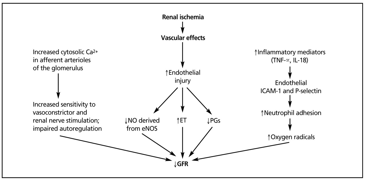 Figure 2.
Mechanisms of acute kidney injury: a molecular viewpoint. Cascade of events involved in the pathophysiology of acute kidney injury. (Copyright 2004 by American Society for Clinical Investigation. Reproduced with permission of American Society for Clinical Investigation. J Clin Invest. 2004;114:8.18)