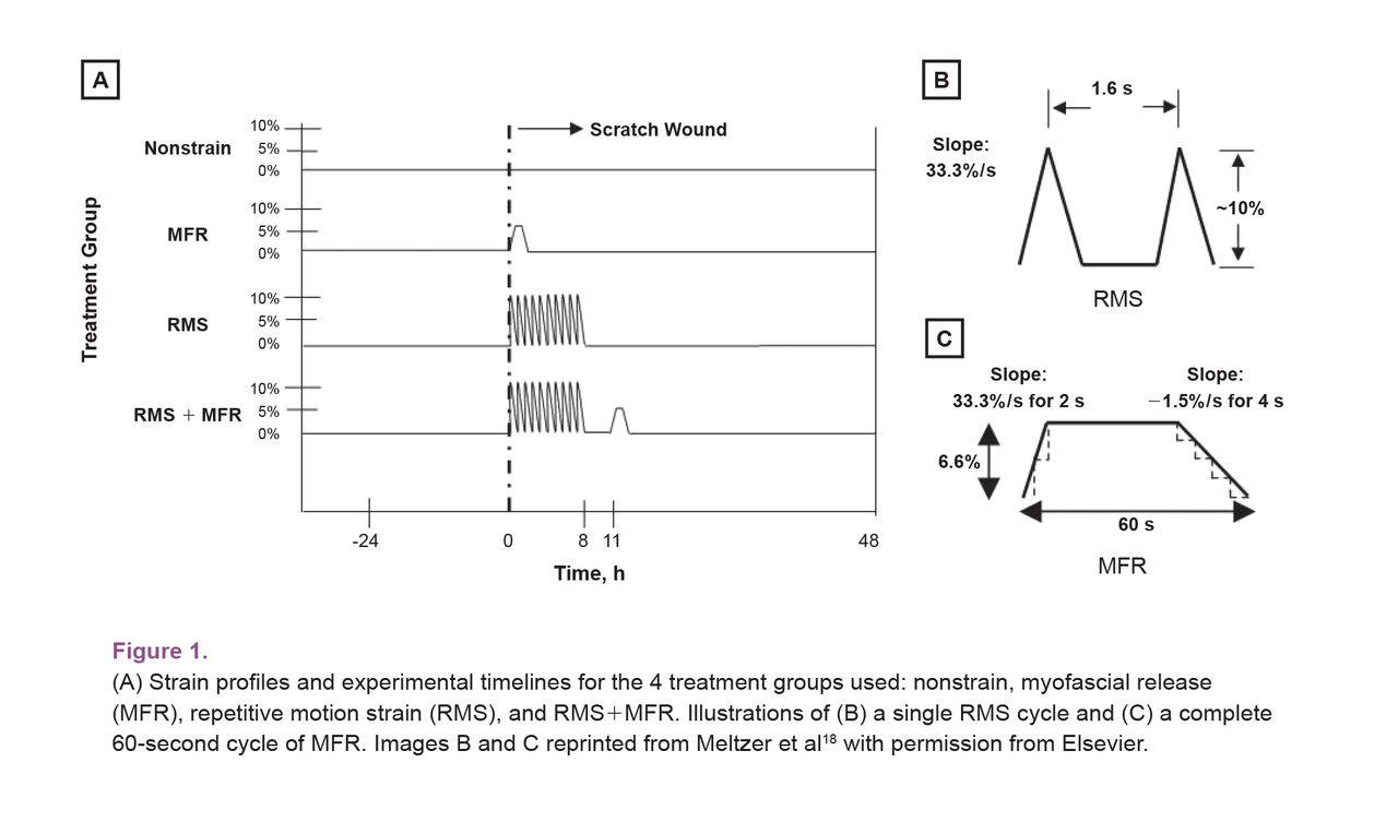 Figure 1. 
            (A) Strain profiles and experimental timelines for the 4 treatment groups used: nonstrain, myofascial release (MFR), repetitive motion strain (RMS), and RMS+MFR. Illustrations of (B) a single RMS cycle and (C) a complete 60-second cycle of MFR. Images B and C reprinted from Meltzer et al18 with permission from Elsevier.