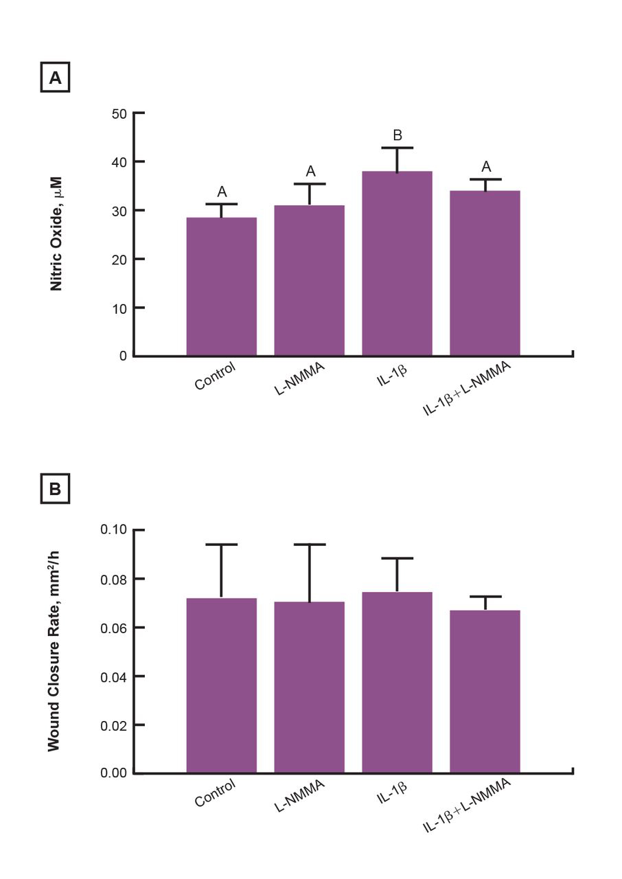 Figure 4. 
            Nitric oxide synthase induction and inhibition generated with recombinant human interleukin (IL)-1β (10 ng/mL) and L-NG-monomethyl arginine citrate (L-NMMA) (100 nM), respectively. (A) Nitric oxide secretion and (B) wound closure rates 48 hours after wounding. Bars labeled with different letters indicate a significant difference between the groups (n=5 to 7) (P<.05): bar B indicates a significant increase in nitric oxide secretion compared with control, L-NMMA, and IL-1β+ L-NMMA (bar A).