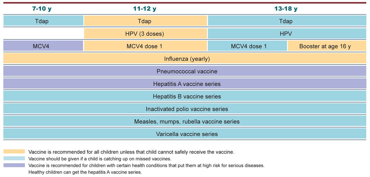 Figure 1. 
        Recommended immunizations for children aged 7 to 18 years. Adapted from the Centers for Disease Control and Prevention.