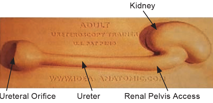 Figure 1.
Validated ureteroscopy and renoscopy surgical simulator.