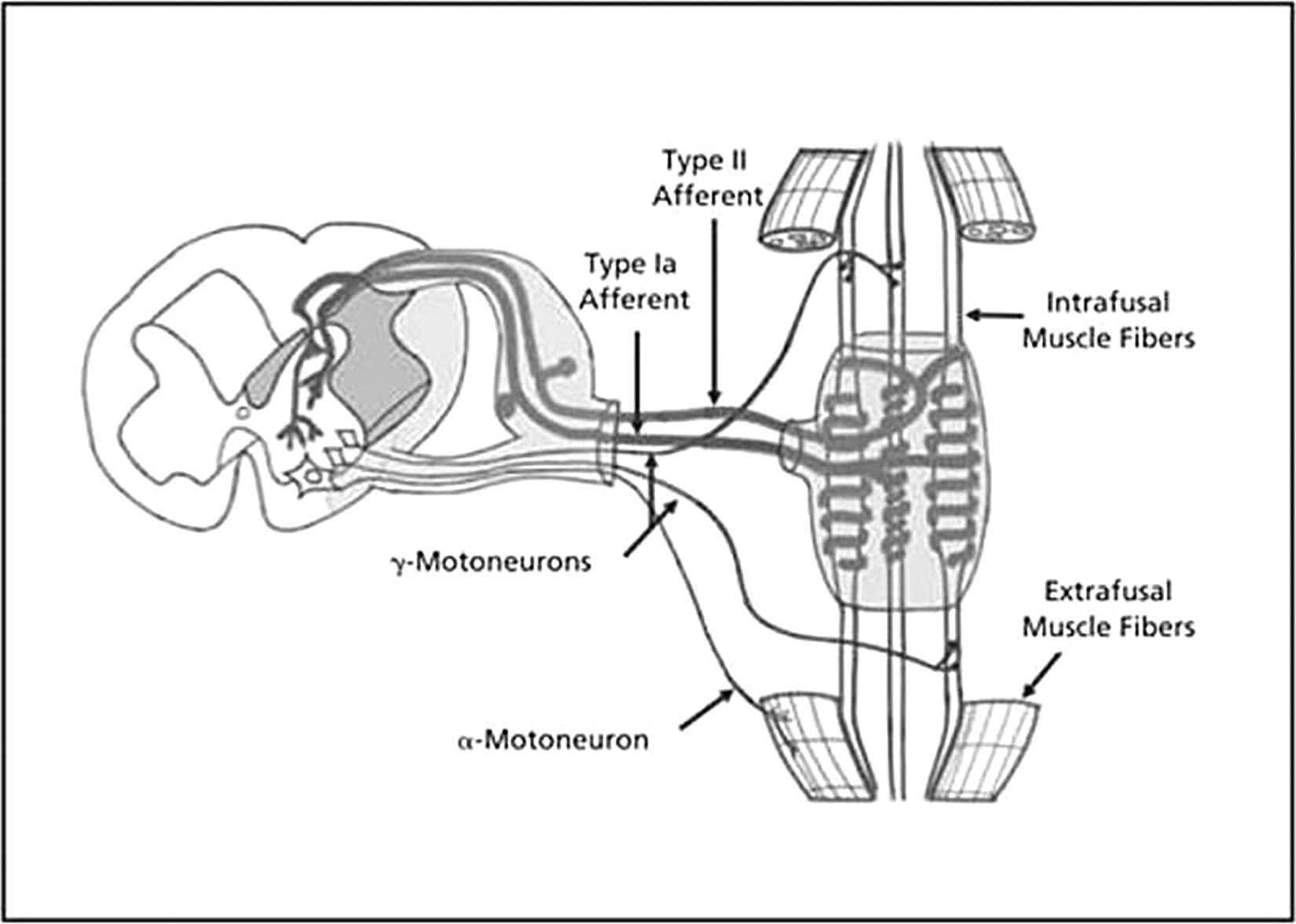 
          Figure.
         
          Anatomic and neural pathways of the muscle spindle. Reprinted from: Clark BC, Thomas JS, Walkowski SA, Howell JN. The biology of manual therapies. J Am Osteopath Assoc. 2012;112(9):617-629.
        