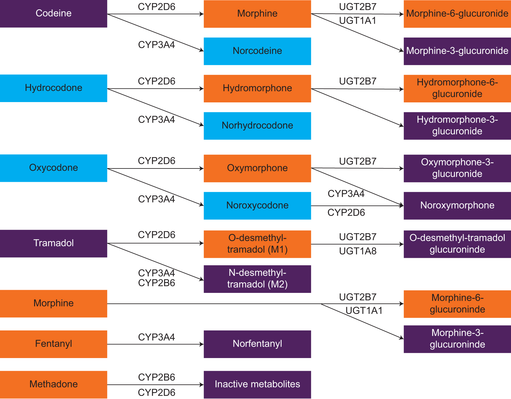 Figure 1.
Metabolic pathways of commonly used opioids.13,17,18,23-25 Drugs and metabolites in purple shading have no analgesic effects to relatively weak analgesic effects, blue shading indicates those having relatively moderate analgesic effects, and orange shading indicates those having relatively strong analgesic effects. Compiled from various sources. Some pathways and metabolites (eg, glucuronidation of codeine to codeine-6-glucuronide) have been purposefully omitted for brevity. Abbreviations: CYP, cytochrome P450 system; UGT, uridine-diphospho-glucuronosyltransferase.